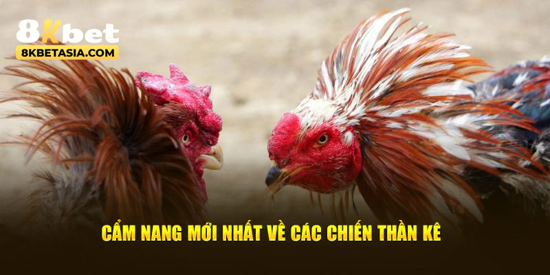 Cẩm nang mới nhất về các chiến thần kê