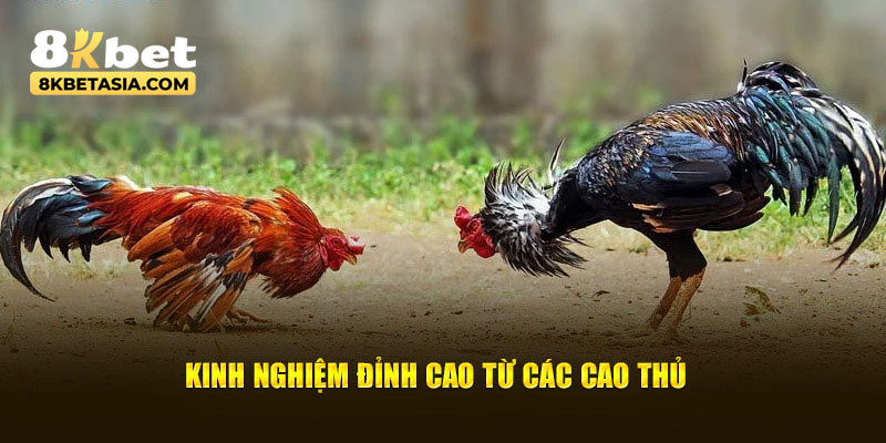 Bí quyết từ những tay chơi dày dặn kinh nghiệm